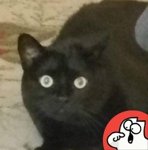 Meet your Posher, Missy